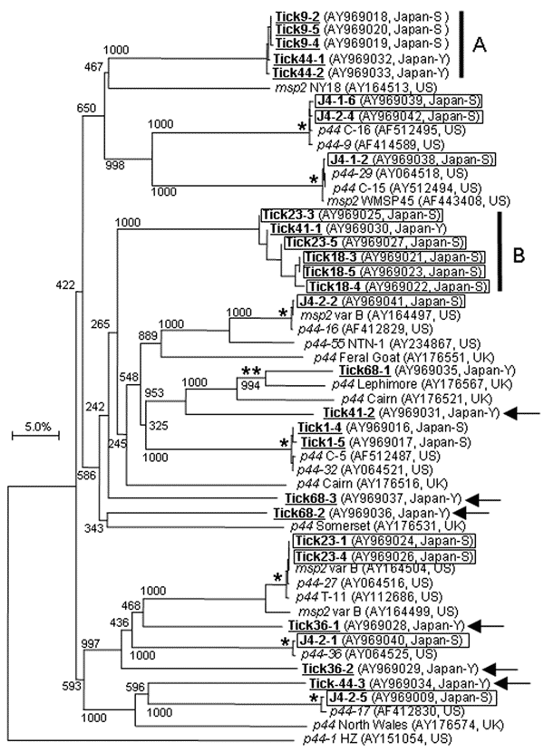 Phylogram of Anaplasma phagocytophilum p44/msp2 including Japanese paralogs. A) Cluster from Ixodes persulcatus. B) Cluster from I. ovatus, except for Tick41-1. The tree was constructed using the neighbor-joining method. Numbers on the tree indicate bootstrap values for branch points. Japanese p44/msp2 paralogs from I. persulcatus and I. ovatus are underlined and boxed, respectively, in bold. A single star shows p44/msp2 clusters with 99.2%–100% similarities and double stars show a cluster with 