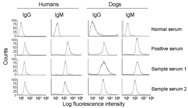 Detection of antibodies to Trypanosoma cruzi by immunofluorescence flow cytometry. Fluorescein isothiocyanate fluorescence intensities for T. cruzi–specific immunoglobulin G (IgG) and IgM antibodies in human and dog serum samples are shown. Background staining with normal serum, positive staining with chronic serum, and representative staining with 2 of the test serum samples are shown.
