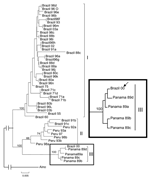 Thumbnail of Phylogeny of Oropouche virus (OROV) strains isolated from different sources and periods by using the neighbor-joining and maximum parsimony methods. Bootstrap values were assigned over each internal branch nodes, and highest values were indicated by continuous arrows showing the presence of at least 3 lineages or genotypes (I, II, and III) of OROV. Bootstrap values for the 3 representative genotype clades are placed over each respective branch node. The black arrow indicates the pos