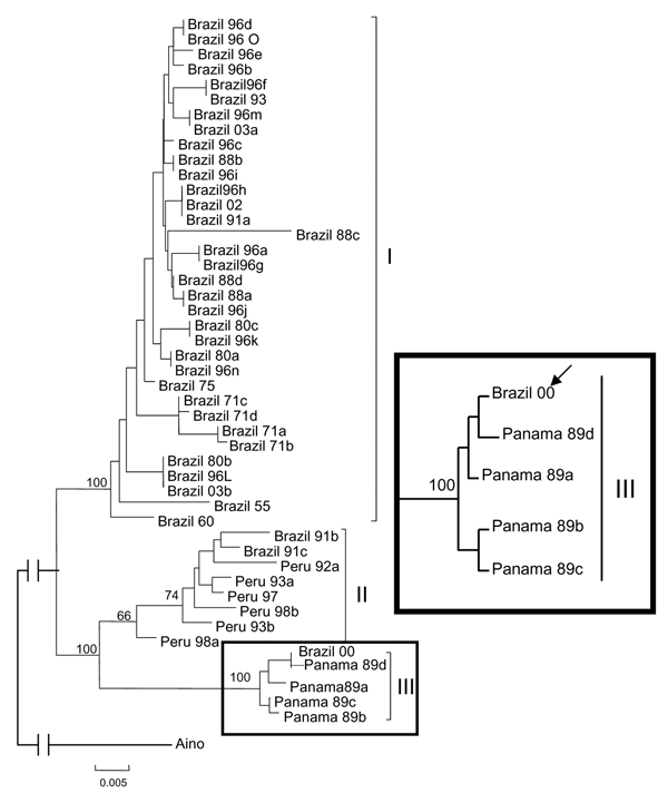 Phylogeny of Oropouche virus (OROV) strains isolated from different sources and periods by using the neighbor-joining and maximum parsimony methods. Bootstrap values were assigned over each internal branch nodes, and highest values were indicated by continuous arrows showing the presence of at least 3 lineages or genotypes (I, II, and III) of OROV. Bootstrap values for the 3 representative genotype clades are placed over each respective branch node. The black arrow indicates the position of the 