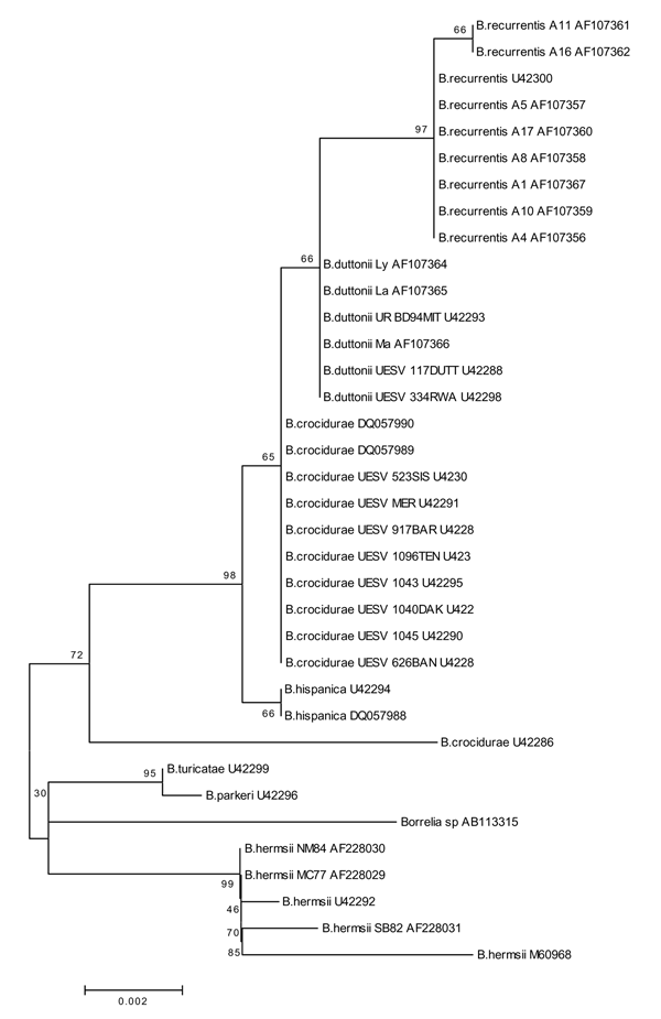 Neighbor-joining phylogenetic tree (bootstrap value 250) showing clustering of the rrs gene between Borrelia duttonii/B. recurrentis and B. crocidurae.