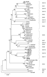 Thumbnail of Neighbor-joining phylogenetic tree of genogroup II noroviruses (NoVs) based on the complete capsid region. The 5 newly identified porcine NoV strains are in boldface. Genogroups (G) and genotypes (numbers after G) are indicated. The human NoV GI-1/Norwalk and GIV/Alphatron strains were used as outgroup controls.