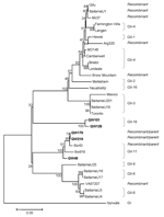 Thumbnail of Neighbor-joining phylogenetic tree of genogroup II noroviruses (NoVs) based on the partial RNA-dependent RNA polymerase region (C-terminal 260–266 amino acids). The 5 newly identified porcine NoV strains are in boldface. Genogroups (G) and genotypes (numbers after G) are indicated. The human NoV GI-1/Norwalk strain was used as outgroup control.