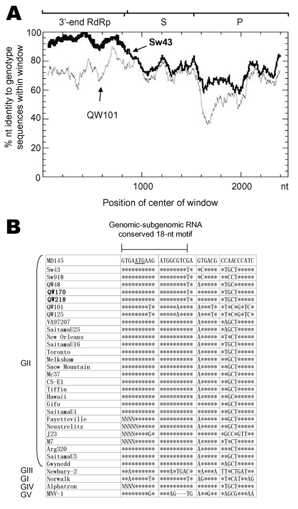 Identification of a potential recombination event between QW170 and Sw43 strains. A) Recombination Identification Program analysis of QW170 strain. At each position of the window, the query sequence (QW170) was compared to each of the background genotype representatives (GII-11/Sw43 and GII-18/QW101). When the query sequence is similar to the background sequences, the homologous regions are indicated as thick lines on the plot. Analysis parameters were window size of 100 and significance of 90%.