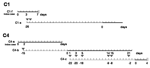 Thumbnail of Contact events and incubation period of hantavirus pulmonary syndrome patients, Argentina, 2002. One line was drawn per case for C1 and C4; dotted lines represent the incubation period since the established moment of contact between contiguous case-patients. The onset of illness for each patient is indicated by day 0. Triangles indicate contacts between patients. | | indicates day of death.