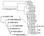 Thumbnail of Phylogenetic tree generated from maximum parsimony analysis of genomic sequences of Venezuelan equine encephalitis virus (VEEV) strains 255010 and 254934 and homologous GenBank sequences from the 1962–64 and 1995 VEEV outbreaks, as well as other representative VEE complex alphavirus strains. Numbers indicate bootstrap values for groupings to the right. Enlargement on the lower left shows the 1962–64 and 1995–2000 clades, with numbers indicating nucleotide substitutions accompanying 