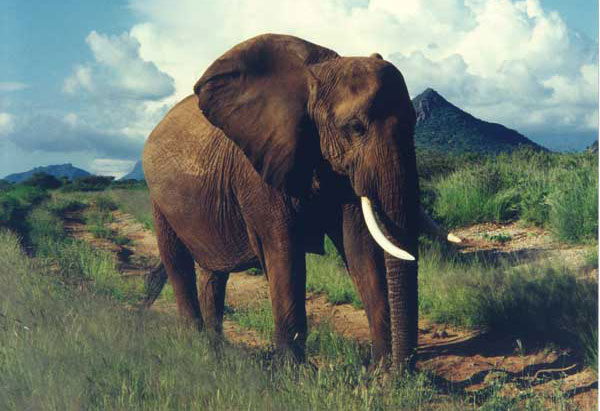 This savannah elephant (Loxodonta africana) did not ask the author for medical advice during his vacation. Photograph courtesy of Edyce Winokur