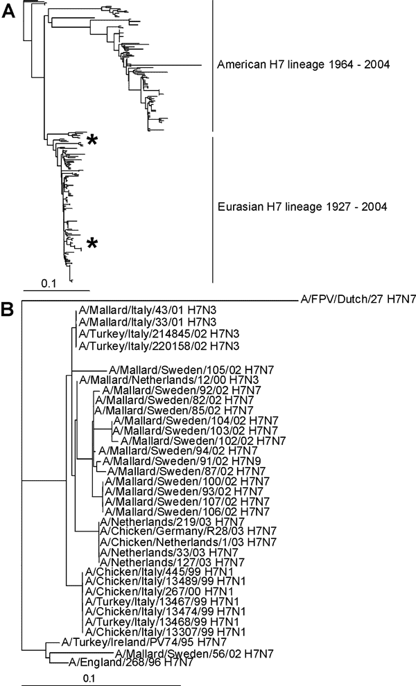Phylogenetic trees of hemagglutinin H7 sequences. A) Phylogenetic tree based on the amino acid sequence distance matrix for the HA1 open reading frames of all H7 sequences available from public databases. The scale bar represents ≈10% of amino acid changes between close relatives. *Represents the locations of the Mallard influenza A virus isolates. B) DNA maximum likelihood tree for the European highly pathogenic avian influenza viruses and the low pathogenic avian influenza H7 influenza A virus