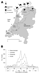Thumbnail of Spatial and temporal distribution of seal strandings in the Netherlands during the 2002 phocine distemper virus epidemic. A) Spatial distribution of seal strandings and proportion of seals necropsied at each location. The diameter of each pie chart corresponds to the number of seals stranded at a particular location. The names of the Wadden Sea islands have been abbreviated (Tx, Texel; V, Vlieland; Ts, Terschelling; A, Ameland; S, Schiermonnikoog; R, Rottumeroog and Rottumerplaat). 