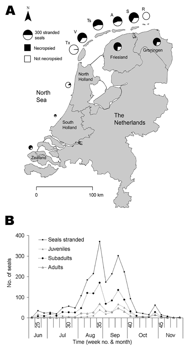 Spatial and temporal distribution of seal strandings in the Netherlands during the 2002 phocine distemper virus epidemic. A) Spatial distribution of seal strandings and proportion of seals necropsied at each location. The diameter of each pie chart corresponds to the number of seals stranded at a particular location. The names of the Wadden Sea islands have been abbreviated (Tx, Texel; V, Vlieland; Ts, Terschelling; A, Ameland; S, Schiermonnikoog; R, Rottumeroog and Rottumerplaat). B) Weekly str