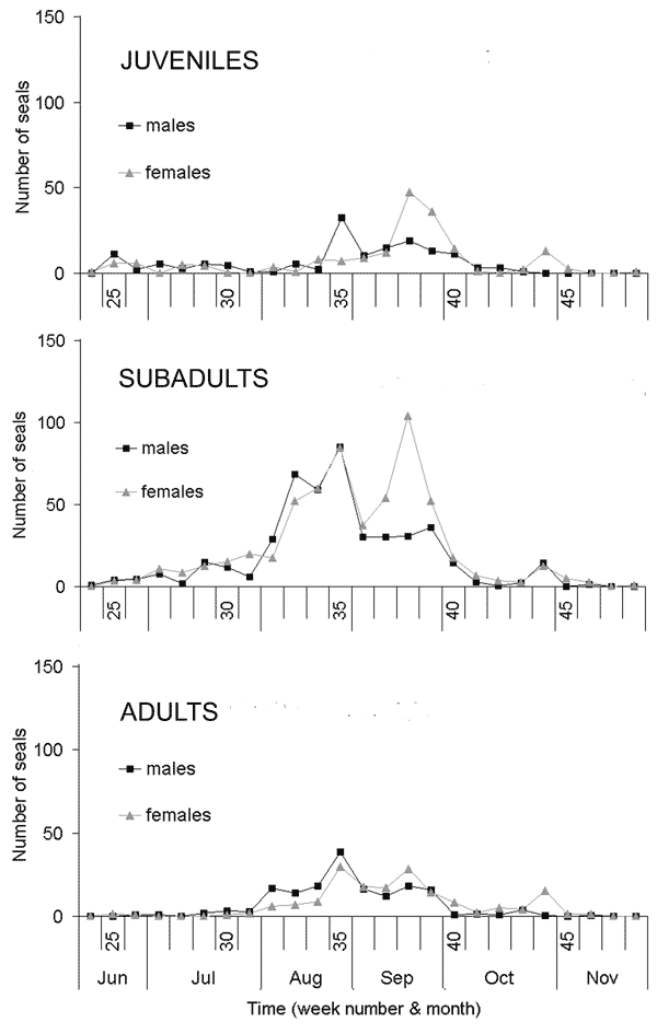 Weekly stranding rate of stranded harbor seals in each age category, by sex.