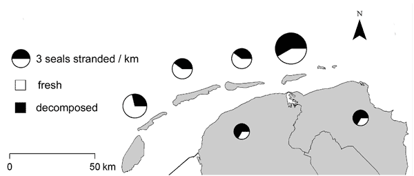 Effect of state of decomposition of stranded harbor seals. The diameter of each pie chart corresponds to the number of seals stranded per km of coastline at a particular location.