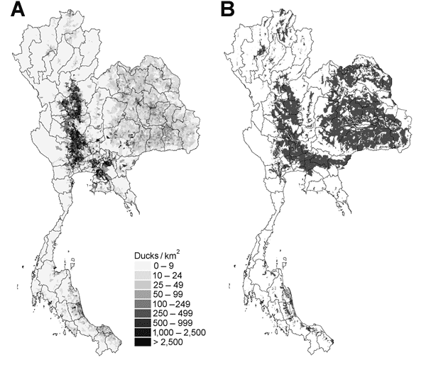 Distribution of A) duck and B) rice production areas in Thailand.