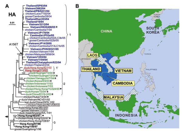 Phylogenetic relationships among H5 hemagglutinin (HA) genes from H5N1 avian influenza viruses and their geographic distribution. Viral isolates collected before and during the 2004–2005 outbreak in Asia and selected ancestors were included in the analysis (Table A1). HA clades 1, 1′, and 2, discussed in the text, are colored in blue, red, and green fonts, respectively. Virus names in boldface denote isolates from human infections. Phylogenetic trees were inferred from nucleotide sequences by th