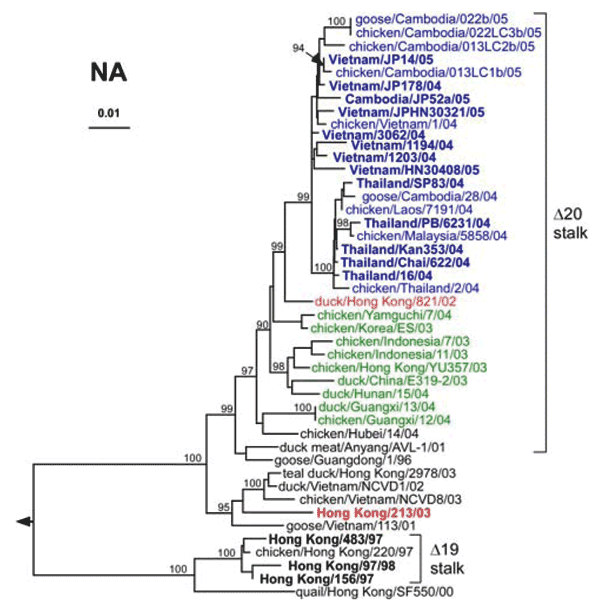 Phylogenetic relationships among N1 neuraminidase (NA) genes of H5N1 influenza viruses. The clade of the hemagglutinin of each of these viruses is indicated by font coloring as in Figure 1A. Brackets denote genes encoding NA protein with deletions in the stalk region; residues 49–68 for clades 1–2 and 57–75 in clade 3.
