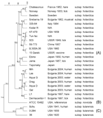 Thumbnail of Amplified fragment length polymorphism dendrogram.