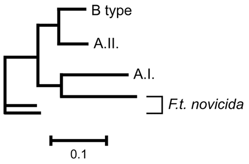 Phylogenetic relationships among subgroups A.I., A.II., B type, and Francisella tularensis subsp. novicida at 24 variable number tandem repeat markers. Scale bar represents genetic distance.