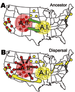 Thumbnail of Genetic and spatial data of the A.I and A.II subpopulations of Francisella tularensis subsp. tularensis in the United States. A) Ancestral status of these 2 subpopulations is unclear; either could have founded the other, or a third unknown subpopulation could have been the ancestor. B) Highly restricted bacterial-endemic regions could now be breaking down because of human-mediated dispersal of the pathogen across the country. The small circles indicate the spatial distribution of th
