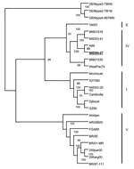 Thumbnail of Phylogenetic tree based on the full-length genome sequence of 21 available dengue virus (DENV) type 1 strains and DENV-2, -3, and -4. The multiple sequence alignments were obtained with ClustalX, and the tree was constructed by the neighbor-joining method. The percentage of successful bootstrap replicates is indicated at the nodes. The NIID04-27 strain is indicated in boldface. Genotypes I, II, IV, and V correspond to DENV-1 genotypes as defined by Goncalvez et al. (10).