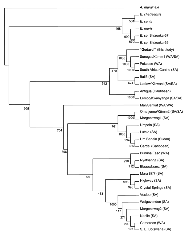 Neighbor-joining phylogram based on map1 nucleotide sequences of Ehrlichia ruminantium strains. Ninety-seven Amblyomma variegatum ticks were obtained from cattle in the suburbs of Juba in southern Sudan, and 106 A. lepidum ticks were obtained from camels in the suburbs of Gedaref in eastern Sudan in 2000. The amplicon used included all 3 variable regions in the map1 sequence (nucleotide positions 472–1377) (7). The nucleotide position refers to GenBank accession no. X74250. The amplicon without 