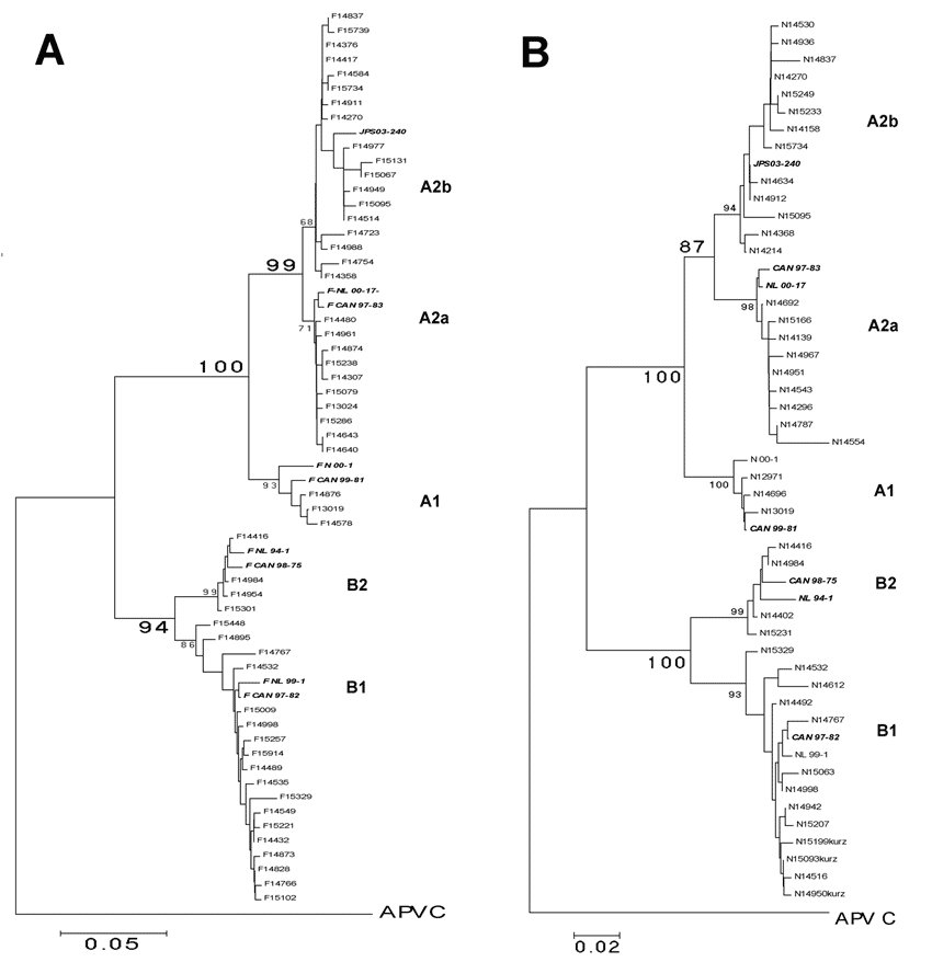Neighbor-joining phylogenetic trees of human metapneumovirus (HMPV). A) Partial F gene (506-nucleotide [nt] fragment). B) Partial N gene (424-nt fragment) of 191 HMPV strains recovered in Germany during the 2003–2004 season. Bootstrap resampling was applied (n = 1,000) with random sequence addition. Bootstrap values based on the consensus tree are plotted at the main internal branches to show support values. Sequences from the avian metapneumovirus C were included in the analysis and used as out