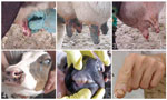 Thumbnail of Lesions caused by Passatempo virus infection. Panels 1 and 2, ulcerative lesions on cows' teats; 3, mastitis caused by bacterial secondary infection; 4 and 5, lesion on calves' muzzle and oral mucosa; 6, lesions of dairy farm milker.