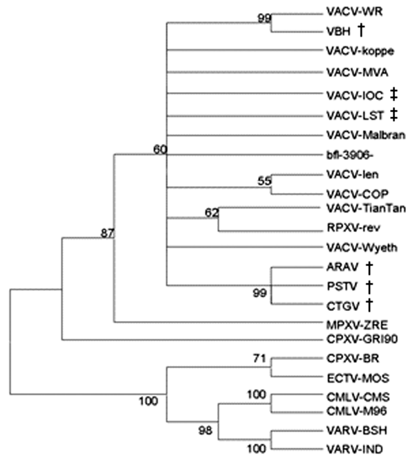 Consensus bootstrap phylogenetic tree based on the nucleotide sequence of Orthopoxvirus ha gene. The tree was constructed by the neighbor-joining method using the Tamura-Nei model of nucleotide substitutions implemented in MEGA3. The tree was midpoint-rooted, 1,000 bootstrap replicates were performed, and values &gt;50% are shown. Nucleotide sequences were obtained from GenBank under accession numbers: PSTV (DQ070848), ARAV (AY523994), CTGV (AF229247), VACV-Wyeth (VVZ99051), VACV-TianTan (U25662