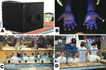 Thumbnail of A) UV light box for screening hands for evidence of contamination with fluorescent dye; B) example of fluorescence on contaminated hands; C) stacked poultry in cages at a county fair; D) poultry judge moved from cage to cage, handling each bird and passing bird to exhibitor.