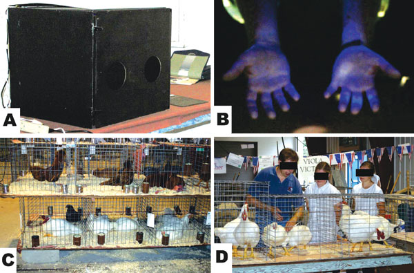 A) UV light box for screening hands for evidence of contamination with fluorescent dye; B) example of fluorescence on contaminated hands; C) stacked poultry in cages at a county fair; D) poultry judge moved from cage to cage, handling each bird and passing bird to exhibitor.