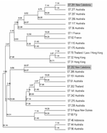 Thumbnail of Phylogenetic tree constructed from the concatenated sequences of the 7 multilocus sequence type loci from Burkholderia pseudomallei isolates, illustrating the relationship of the 2 Caledonian strains to Australian and Thai isolates.