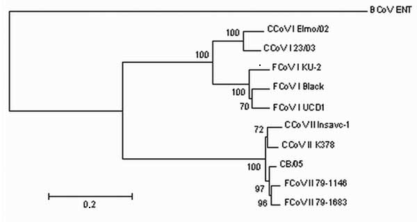 Neighbor-joining tree of the spike protein of canine coronavirus (CCoV) and feline coronavirus (FCoV). The following reference strains were used for phylogenetic analysis: CCoV type I strains Elmo/02 (GenBank accession no. AY307020) and 23/03 (AY307021); CCoV type II strains Insavc-1 (D13096) and K378 (X77047); FCoV type I strains KU-2 (D32044), Black (AB088223) and UCD-1 (AB088222); FCoV type II strains 79-1146 (X06170) and 79-1683 (X80799); and bovine coronavirus (BCoV) strain ENT (NC_003045).