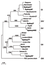 Thumbnail of Phylogenic tree of Sapovirus (SaV) sequences isolated in this study (represented in boldface). SaV nucleotide sequences were constructed with the partial N-terminal capsid region, using SaV PEC strain (a porcine SaV) as an outgroup. The numbers on the branches indicate the bootstrap values for the clusters. Bootstrap values &gt;950 were considered statistically significant for the grouping (8). Asterisks indicate specimens collected from outpatients. The distance scale in nucleotide