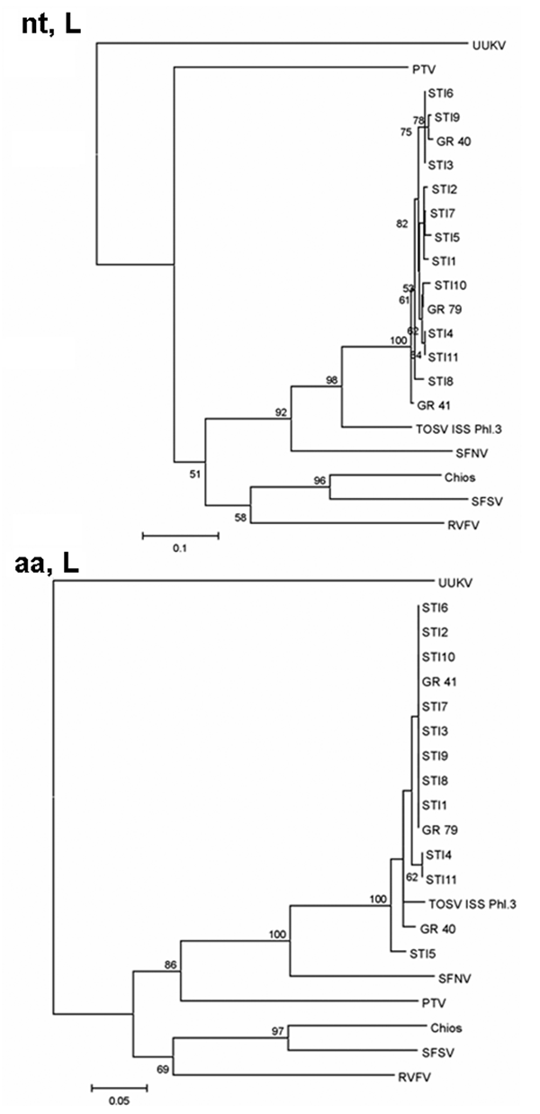 Phylogenetic trees illustrating the relationship between representatives of different phleboviruses and the Spanish Toscana virus (TOSV) within the nucleotide (nt, L) and the deduced amino acid sequences (aa, L) of the L (partial) gene. GR40 and GR41 correspond to TOSV isolates obtained from sand flies. GR79 corresponds to a reverse transcription–polymerase chain reaction–positive pool of sandflies. STI1–STI11 were recovered from patients with aseptic meningitis diagnosed from 1988 to 2002 as de