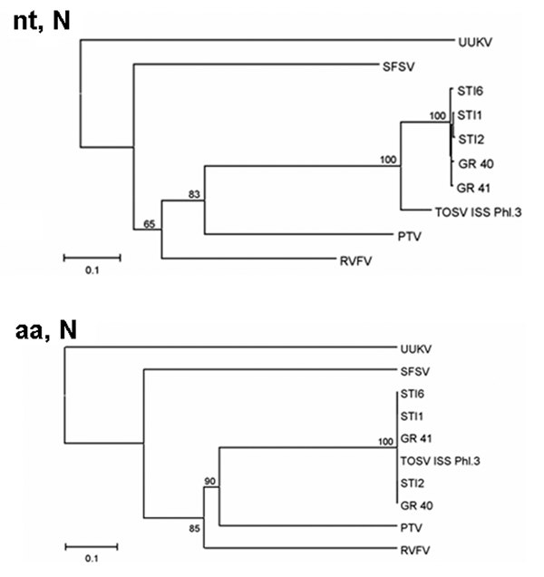 Phylogenetic trees illustrating the relationship between representatives of different phleboviruses and the Spanish Toscana virus isolates within the nucleotide (nt, N) and deduced amino acids sequences (aa, N) of the N gene.