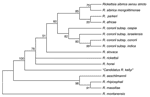 Thumbnail of Phylogenetic tree of rickettsiae, including "Candidatus Rickettsia kellyi," obtained by comparison of partial sequences of ompA with the parsimony method.