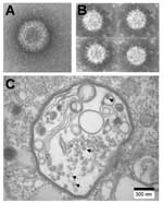 Thumbnail of Negative contrast electron micrographs of A) Colorado tick fever virus and B) Banna virus (BAV). C) Thin section of BAV-infected C6/36 cells showing viral particles (arrows) in vacuolelike structures.