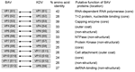 Thumbnail of Comparison of nucleotide and amino acid sequences of genome segments of viral proteins (VP) and dsRNA segments (S) of Banna virus (BAV) and Kadipiro virus (KDV). NTP, nucleoside triphosphatase.