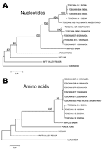 Thumbnail of Phylogenetic trees reconstructed from nucleotide (A) and amino acid (B) sequences corresponding to a 236-nucleotide fragment of the N gene. Alignments were obtained with ClustalX 1.8 and p-distance matrices were obtained. Neighbor-joining by using 100 pseudoreplications for the bootstrap tests were carried out after excluding gaps from the alignments. Bootstrap values &lt;75% are not shown. The numbers attached to branches are bootstrap values. A value of 0.05 substitutions per site