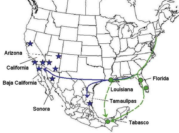 Map showing hypothetical routes of West Nile virus introduction into Mexico. Circles indicate locations of isolates in the Florida-Louisiana-Tabasco 2001–2003 clade (Figure 2). Stars indicate locations of isolates in the California-Arizona-northern Mexico clade.