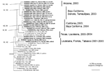 Thumbnail of Phylogenetic tree generated from the complete open reading frame of West Nile virus sequences using a Bayesian analysis. Virus strains are labeled by GenBank accession number followed by the state and/or country, year, and host of isolation. Numbers indicate Bayesian probability values followed by neighbor-joining bootstrap values for groups to the right. The tree was rooted by using an outgroup comprised of Old World strains of West Nile virus, including a lineage 2 strain (Table).