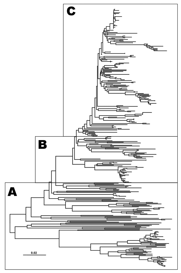 Midpoint–rooted neighbor-joining tree showing the relationships between the 339 VP1 sequences studied. Only the tree structure is shown; details of the boxes labeled A to C are shown in Figures 2–4.