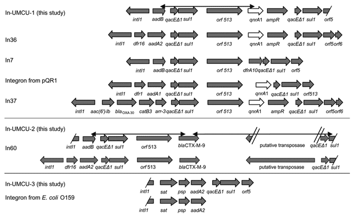 Schematic presentation of integrons on pQC compared with previously described integrons (5,9,19,21,22). The black double-pointed arrows indicate the product amplified with an Expand Long Template PCR system (Roche, Woerden, the Netherlands), demonstrating a link between the qnrA and blaCTX-M-9 genes and their respective integrons.