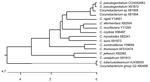 Thumbnail of Unrooted tree showing phylogenetic relationships of Corynebacterium pseudogenitalium CCH052683 and other members of the genus Corynebacterium. The tree was constructed by using the DNAstar program (DNAstar Inc., Madison, WI, USA) (Clustal method) and based on a comparison of 785 (546–1,331) nucleotides. European Molecular Biology Laboratory sequence accession numbers are shown. The scale bar shows the percentage sequence divergence. Dotted line indicates a distant phylogenetic group