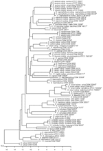 Thumbnail of Unrooted neighbor-joining tree based on partial RNA polymerase B (rpoB) gene sequences showing the phylogenetic relationship among all validly described species and subspecies of the genus Staphylococcus and further staphylococcal culture collection strains (n = 82). The scale bar indicates the evolutionary distance between sequences determined by measuring the lengths of the horizontal lines connecting 2 organisms. ATCC, American Type Culture Collection, Manassas, VA; DSM, Deutsche