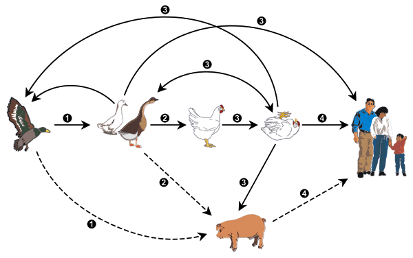 Emergence of H5N1 influenza virus and control options. A nonpathogenic H5 influenza virus is believed to have spread to domestic ducks and geese, then to domestic chickens. In chickens, the H5 virus became highly pathogenic before it was transferred back to domestic ducks and geese. The highly pathogenic H5 virus reassorted its genome with those of other influenza viruses in aquatic birds, and the resulting viruses spread to domestic poultry farms, humans, and occasionally to pigs. These viruses