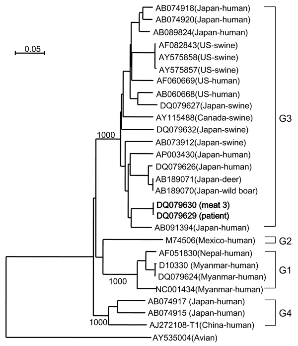 Phylogenetic tree of hepatitis E virus (HEV) reconstructed with avian HEV as an outgroup. Nucleotide sequences of the entire open reading frame 2 were analyzed by the neighbor-joining method. The bootstrap values correspond to 1,000 replications. The 2 nucleotide sequences characterized in this study are shown in bold. The horizontal scale bar at the top left indicates nucleotide substitutions per site.