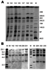 Thumbnail of Pulsed-field gel electrophoresis (PFGE) and IS200 profiles of Salmonella enterica serovar Paratyphi B dT+ isolates positive for Salmonella genomic island 1. A) PFGE profiles. Xba I–digested whole-cell DNA was separated by PFGE as previously described (12). Molecular mass markers (lane M) are low-range PFGE markers (New England BioLabs, Beverly, MA, USA) composed of concatamers of bacteriophage lambda DNA. The band absent in lane 147 was present in other runs. B) IS200 profiles. PstI