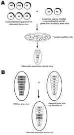 Thumbnail of A) The 8-plasmid reverse genetics system to generate recombinant, live, attenuated pandemic influenza vaccines. Six plasmids encoding the internal genes of the attenuated donor virus are mixed with 2 plasmids encoding the circulating avian virus hemagglutinin (HA) and neuraminidase (NA) genes (which may or may not have been modified to remove virulence motifs). Qualified cells are transfected with the plasmids, and the attenuated reassortant virus is isolated. B). Generation of live