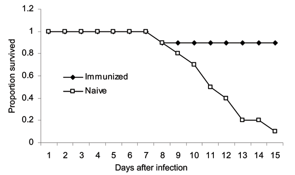 Apparent cell-mediated protection against highly pathogenic H5N1 influenza virus. Mice (10 in each group) were immunized by intraperitoneal injection of PR8, followed by intraperitoneal injection 4 weeks later of X31. Four weeks after the second immunization, immunized or naive mice were infected with 300 mouse lethal dose 50% of A/Vietnam/1203/2004.