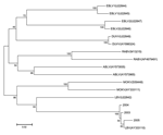 Thumbnail of A neighbor-joining tree comparing 457 nucleotides of the nucleoprotein-encoding genes of the new Lagos bat isolations made in South Africa (bat 2003 [DQ201178], 2004 [DQ201179], and 2005 [DQ201180]) with representative sequences of the 7 genotypes of lyssaviruses obtained from GenBank. GenBank accession numbers are indicated on the figure. The bootstrap values were determined with 1,000 replicates.